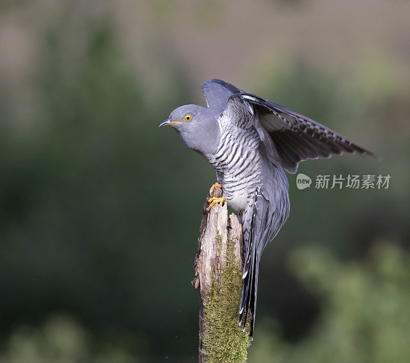 雄性杜鹃(Cuculus canorus)